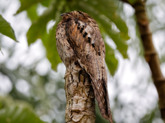 Camouflaged common potoo in Peru.