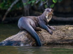 Giant otter on a log in the Amazon, Peru.