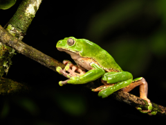 Giant wax monkey frog.