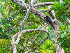 Many banded aracari perched in a tree in Peru.