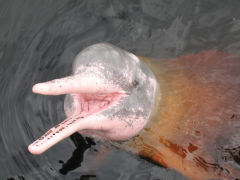 Image of a pink river dolphin.