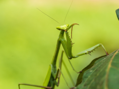 Praying mantis in Peruvian Amazon.
