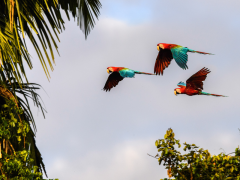 Red and green macaws in flight, Peru.