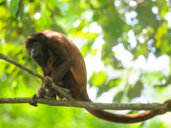 Red howler monkey in the Amazon, Peru.