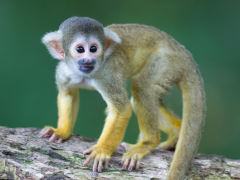 Small common squirrel monkey in Amazonia, Peru.