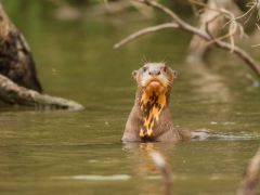 Giant river otter in the water, Peru.