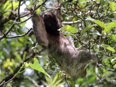 Three-toed sloth in vegetation.