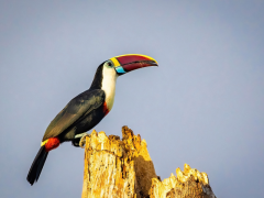 White-throated toucan perching in Peru.