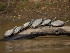 Group of spotted river turtles on a log.