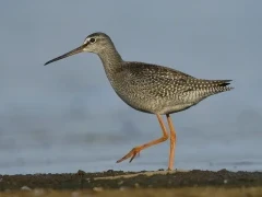 Spotted redshank
