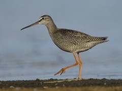 Spotted redshank