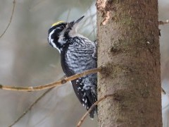Three-toed woodpecker