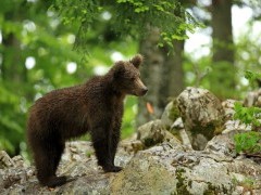 Brown bear in the Dinaric Alps in Slovenia.