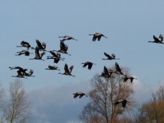 Flock of cranes over Somerset Levels, UK