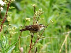 Sedge warbler in Somerset Levels, UK