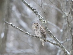 Ural owl