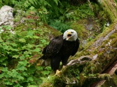 Bald eagle in Alaska.
