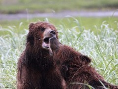 Brown bear in Alaska.