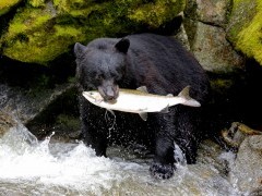 Black bear in Alaska.