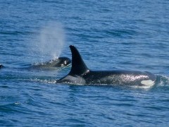 Orca pod in Alaska