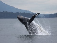Humpback whale in Alaska.