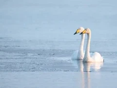 Whooper swan