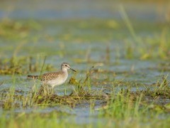 Wood sandpiper