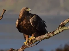 A golden eagle on a branch, in Islay & Jura, Scotland.