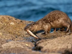 An otter with its catch, in Scotland.