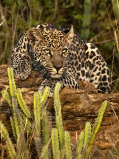 Portrait of a leopard in Kenya, Africa.