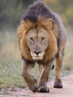 Lion in South Africa