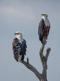 African fish eagle in South Africa
