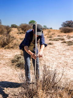 Tree conservation in Kalahari Private Reserve, South Africa.