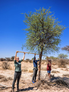 Tree conservation in Kalahari Private Reserve, South Africa.