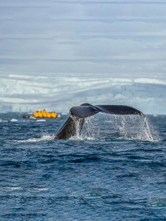 A whale tail with Zodiac behind in Antarctica.