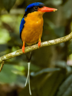 Buff-breasted paradise kingfisher in Queensland, Australia.