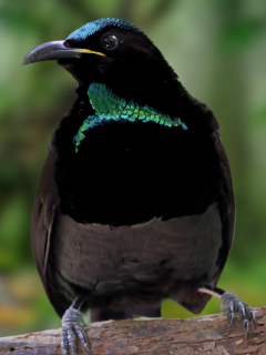 Victoria's riflebird in Queensland, Australia.
