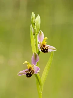Bee orchid in France.