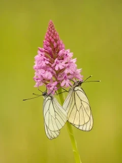 Black-veined whites on pyramidal orchid in France.