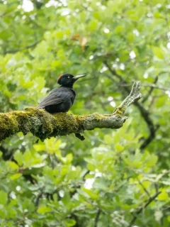 Black woodpecker in France.