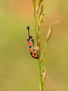 Chalk burnet moth in France.