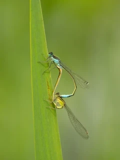 Blue-tailed damselflies in France.