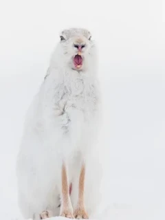 Mountain hare in the Cairngorms National Park, Scotland.