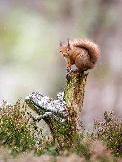 Red squirrel in the Cairngorms National Park, Scotland.