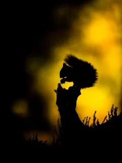 Red squirrel in the Cairngorms National Park, Scotland.