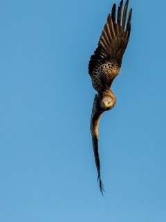 Red kite in Wales.