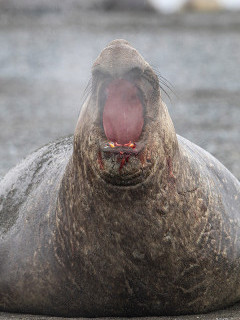 Elephant seal in South Georgia.