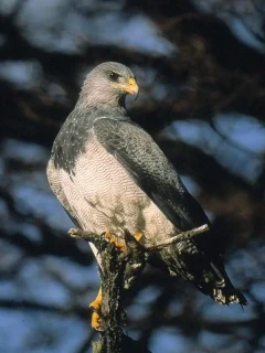 Black-crested buzzard perched in a tree, Chile.