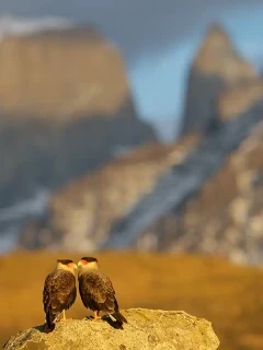 Pair of Southern Caracara, Chile.
