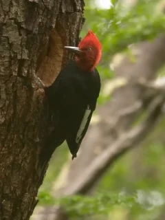 Magellanic woodpecker clinging to a tree trunk. Red head and crest. Chile.